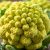 Romanesco – prozdrowotne właściwości i wartości odżywcze warzywa